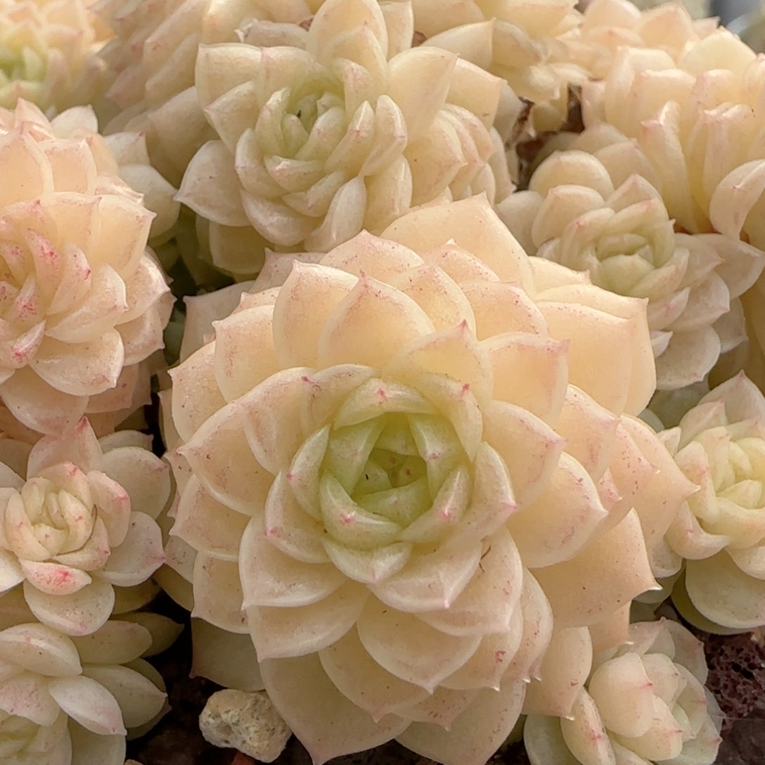 如*?【闪购商品】0216-48（m1-51）