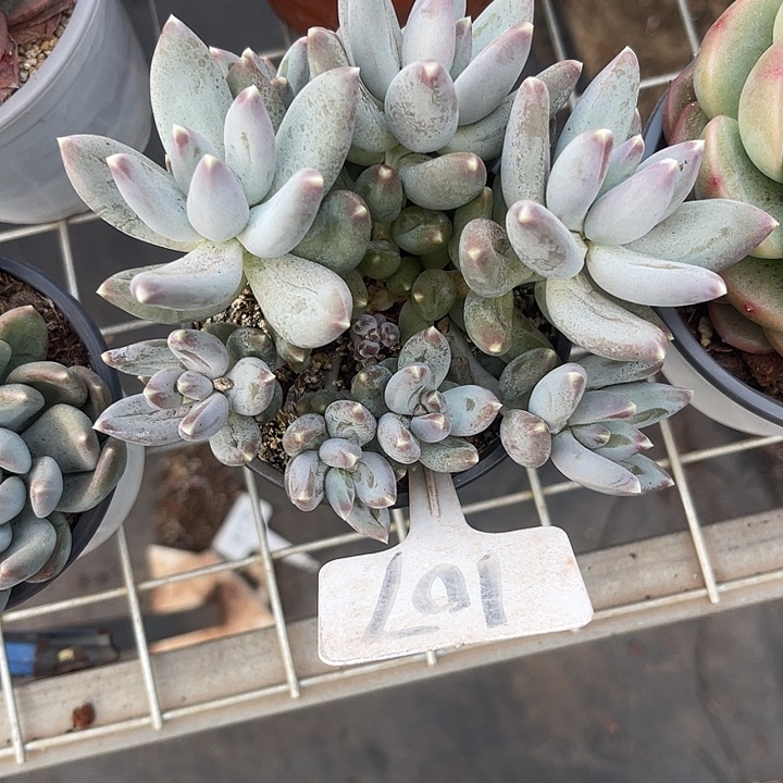 艾***娟两单包邮，一物一拍107