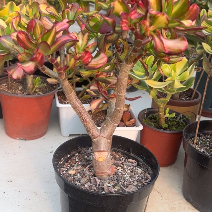 A053卷叶脱土发货