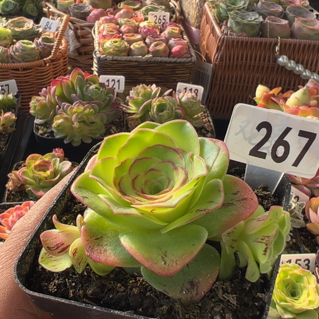 红叶267山地玫瑰多肉