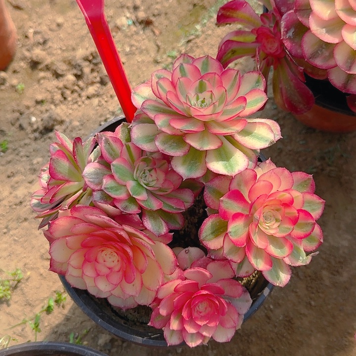 2-163倾城多肉法师