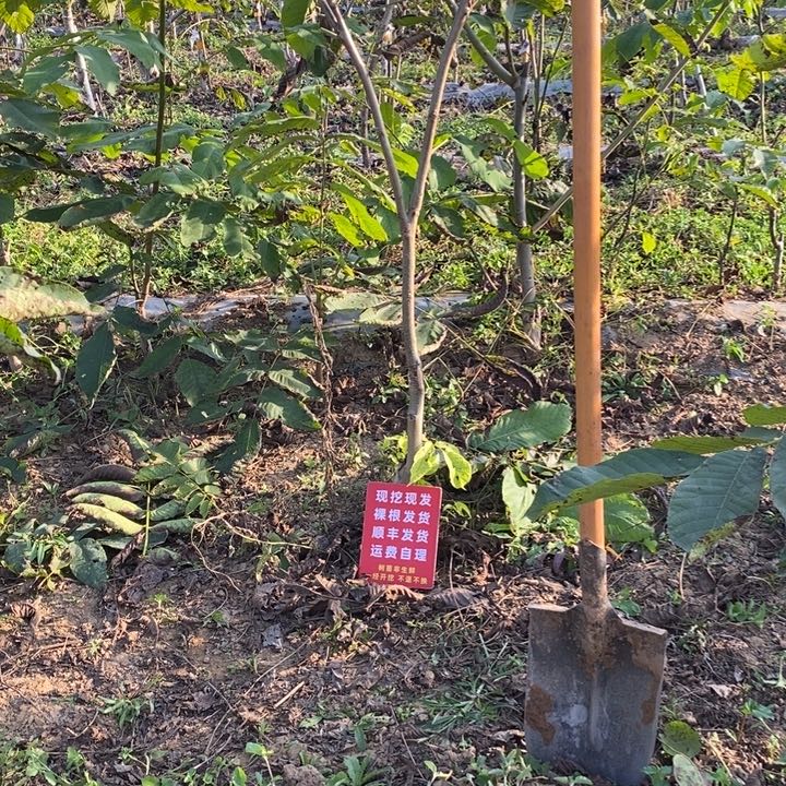 文文玩核桃文山树苗顺丰到付