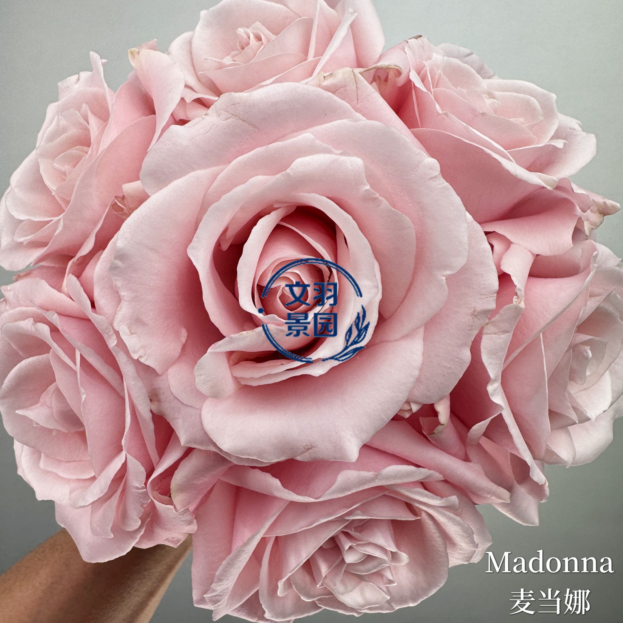 文羽景园【麦当娜】切花月季多季节重复开花