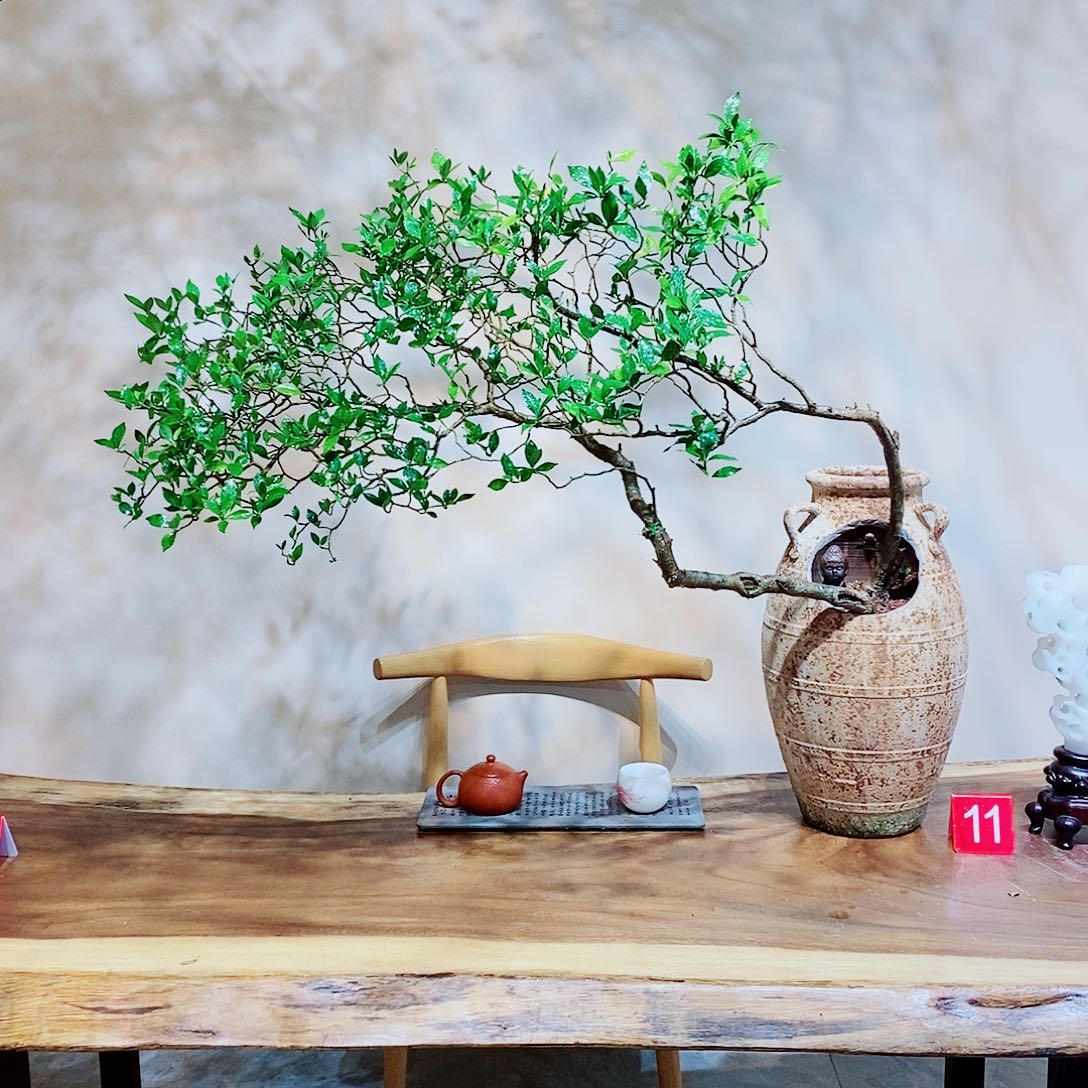 海岛栀子花一物一拍