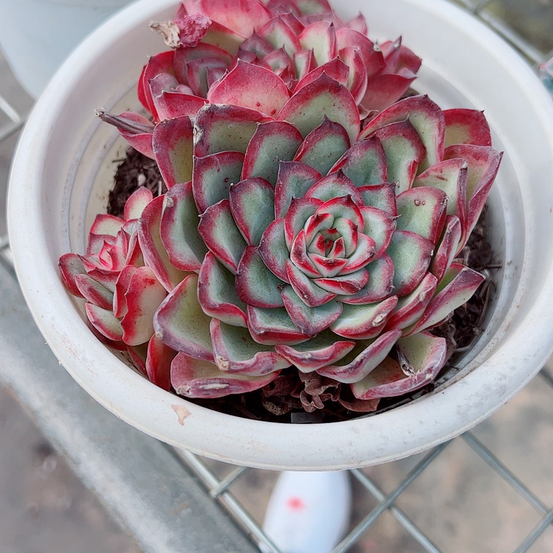 肉酱玫瑰大单头带仔精品