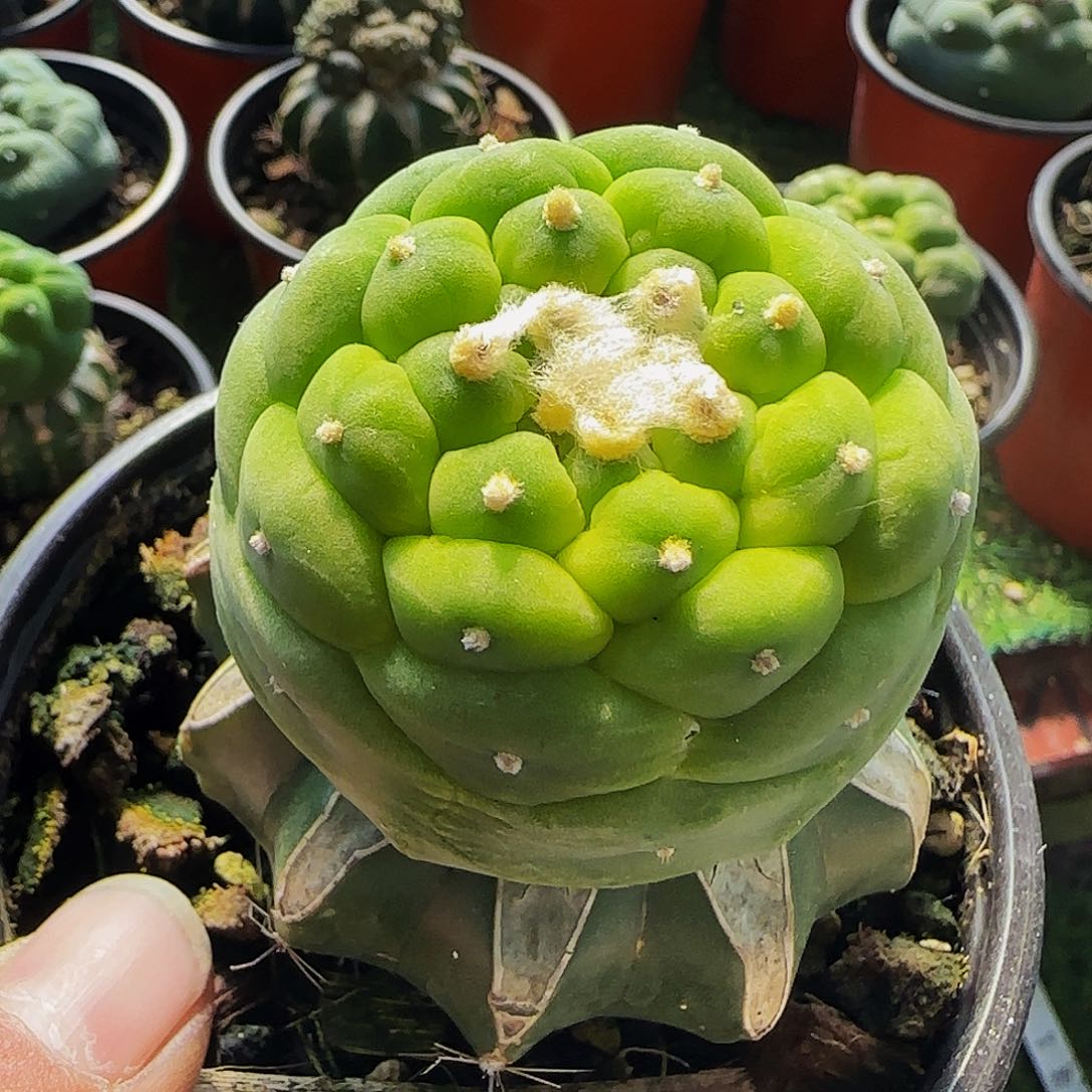 荧光小尤佛头552