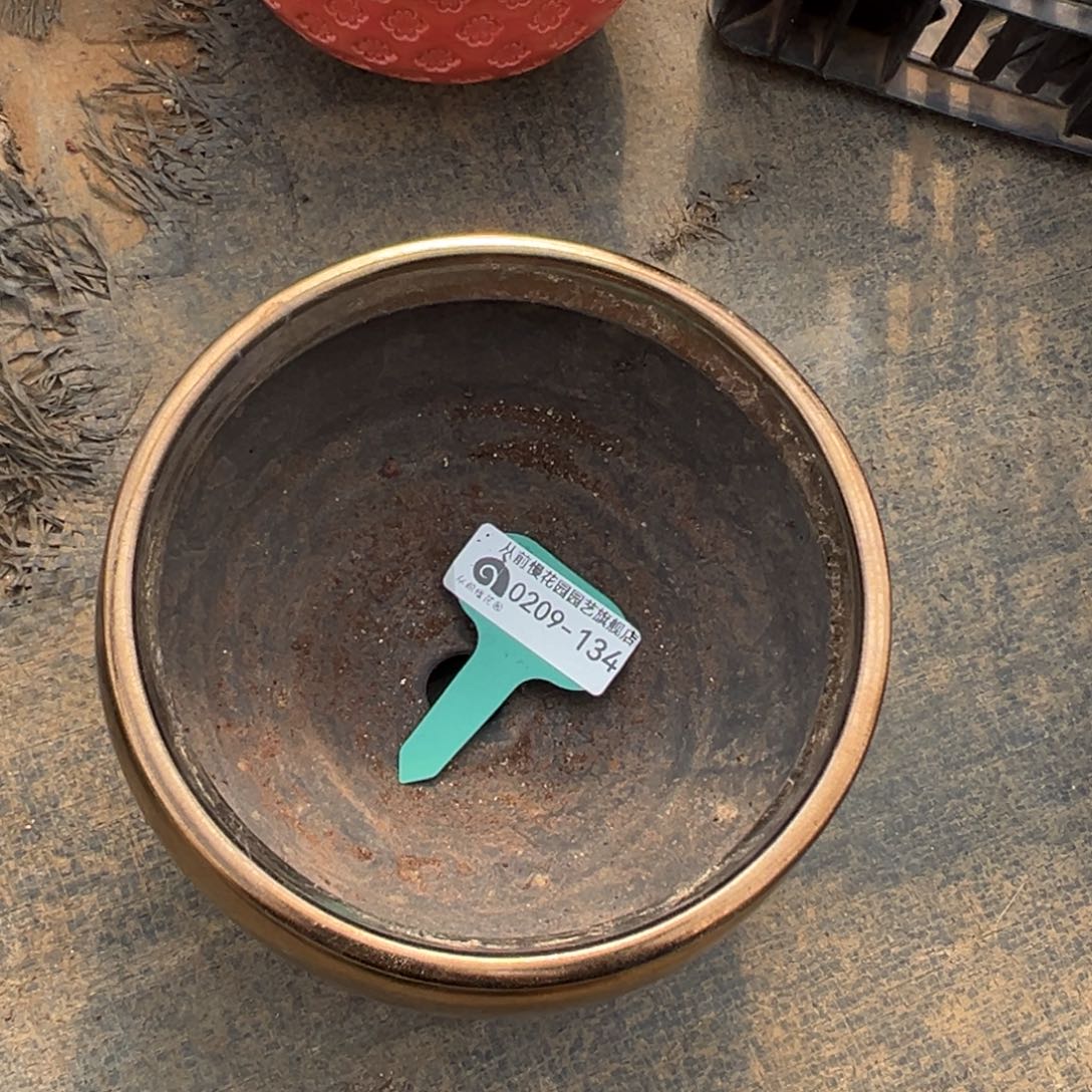 多***多多肉一物一拍0209-134