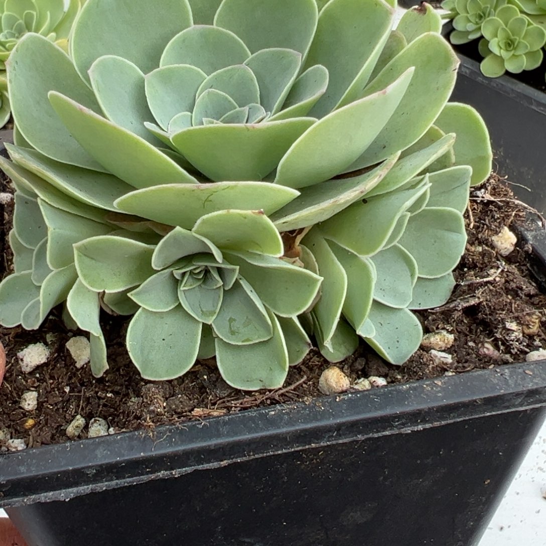 黄金玉玺山地玫瑰基地带盆土689