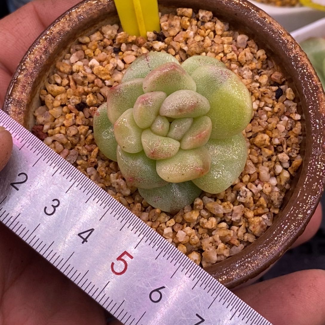 450冰玉锦多肉……………………