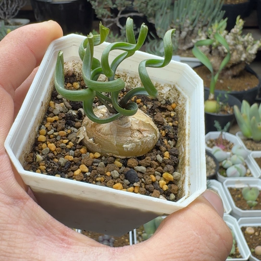 钢丝弹簧草叶子剪过多肉