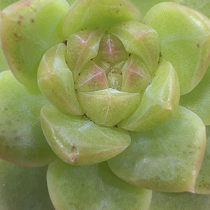 白桃19包邮多肉植物