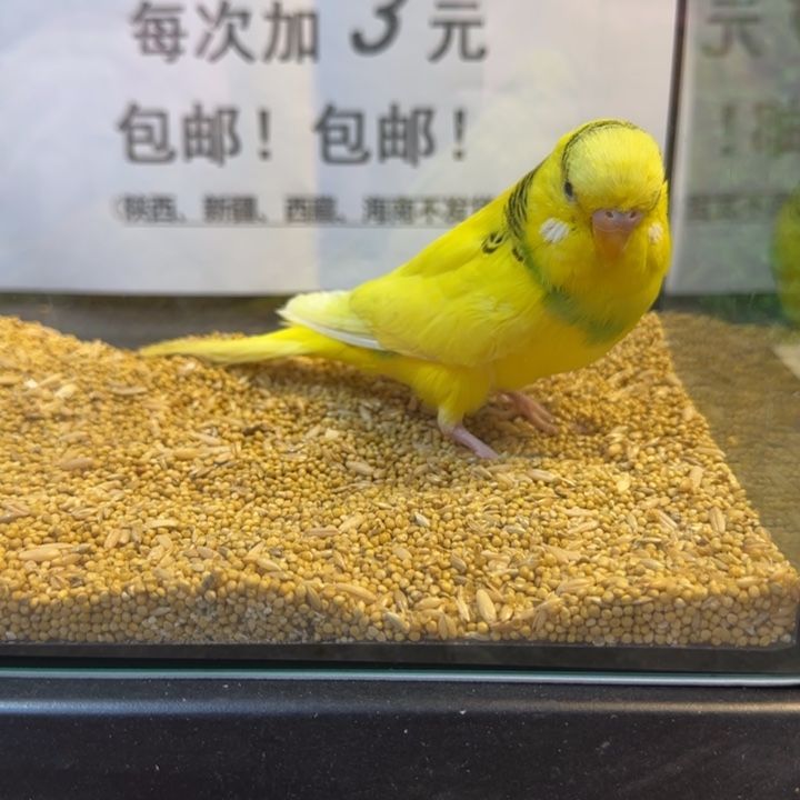 虎皮鹦鹉大头鹦鹉虎皮