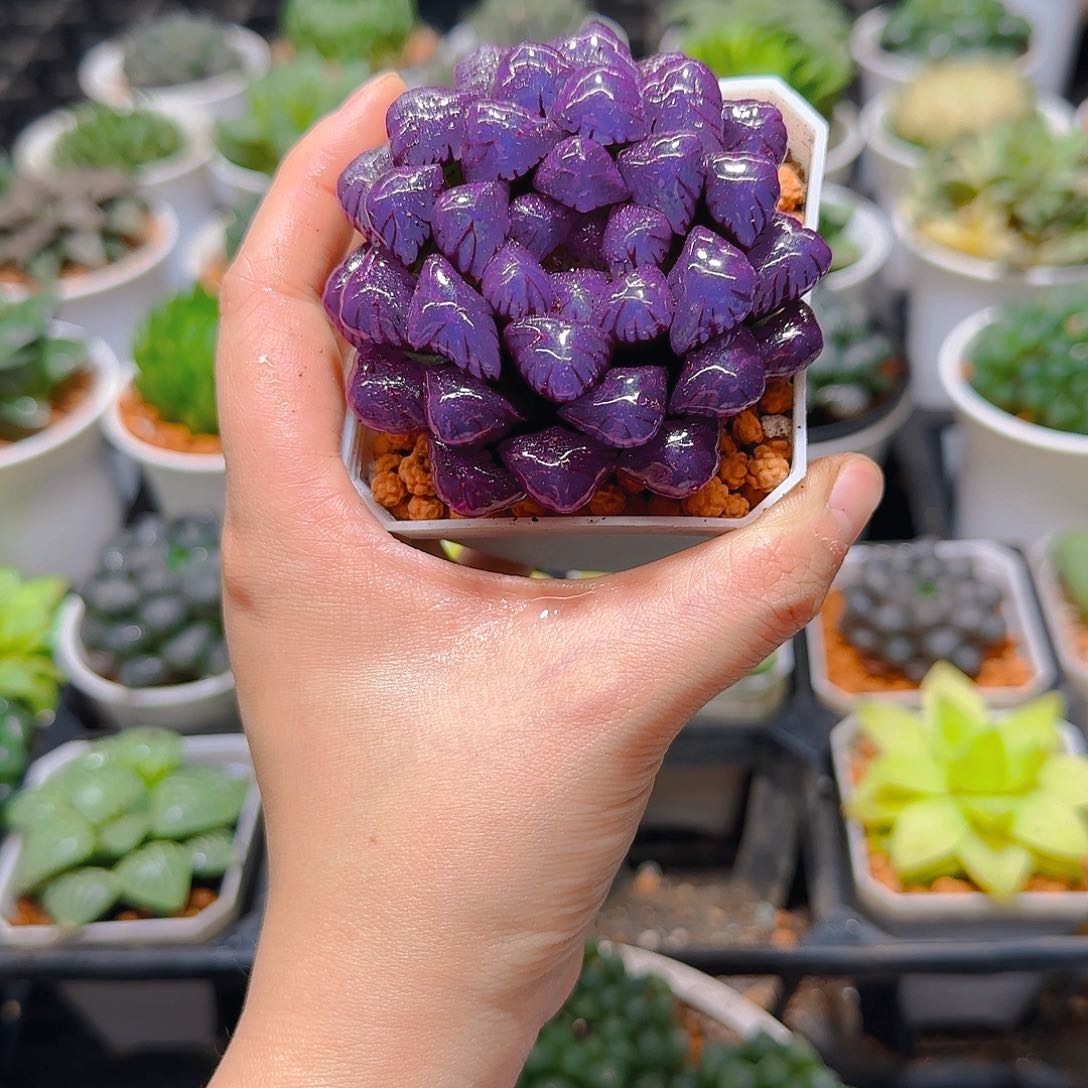 紫宝石冰灯玉露，原盆，人工上色