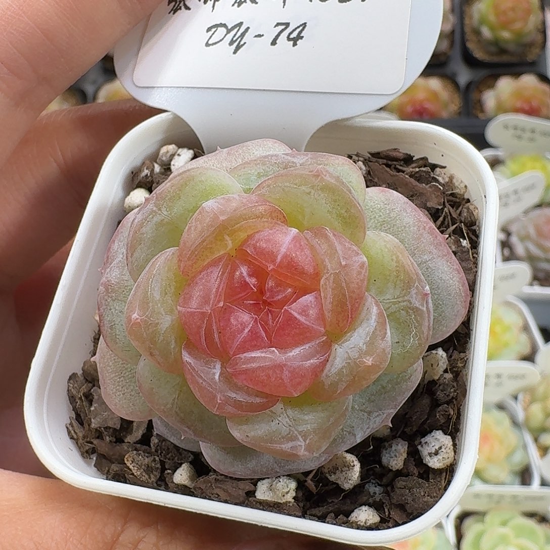 1029-074-芳草混单头f