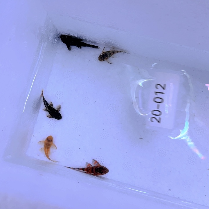 热带鱼不分公母5条20-012