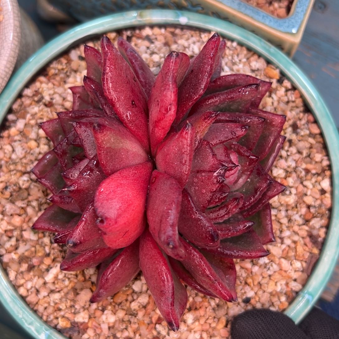 多肉一物一拍0216-999