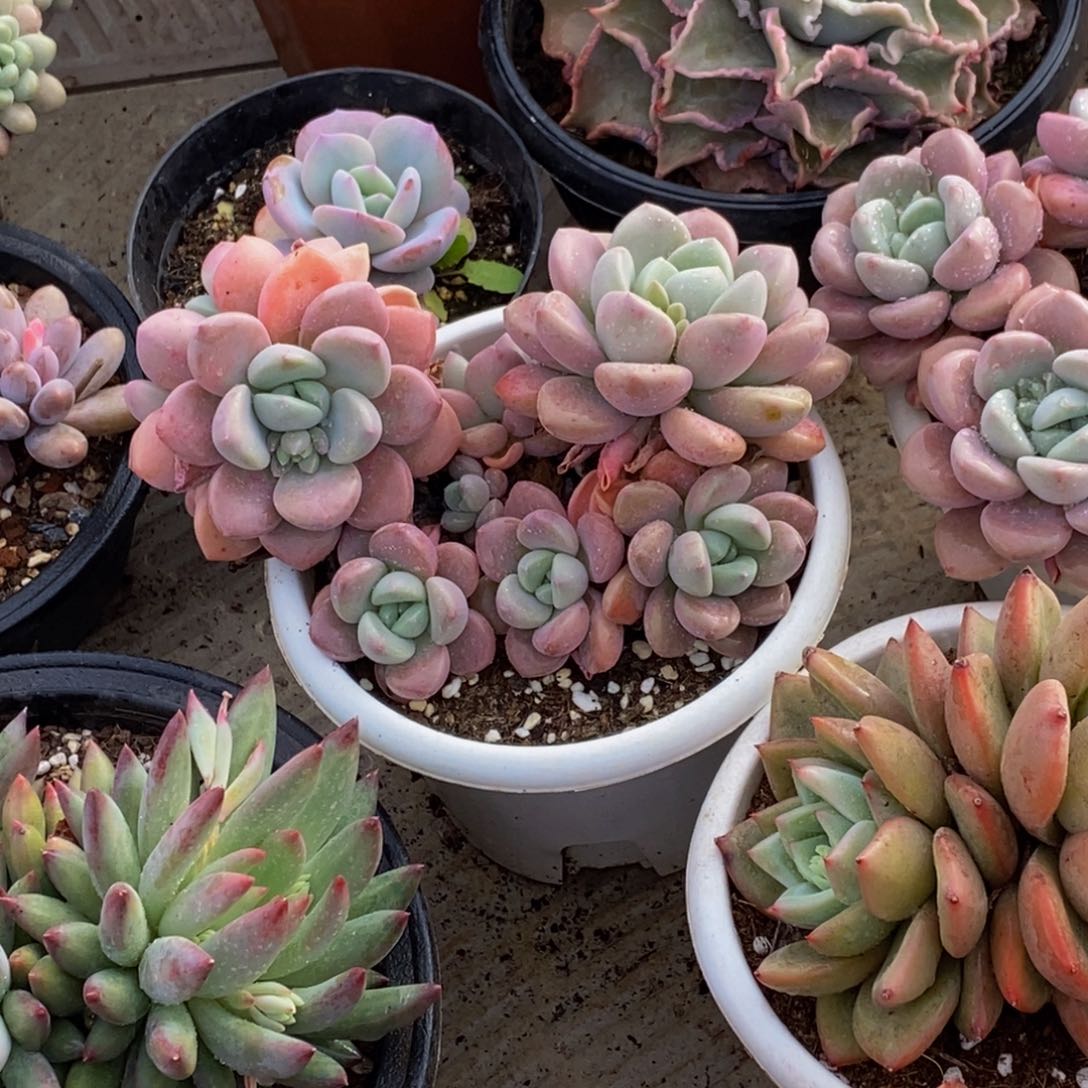 修*48包邮一物一拍多肉植物