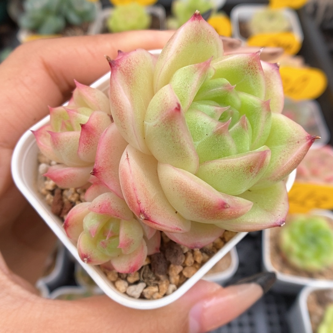 蜜蜡麦秆群生403号。       