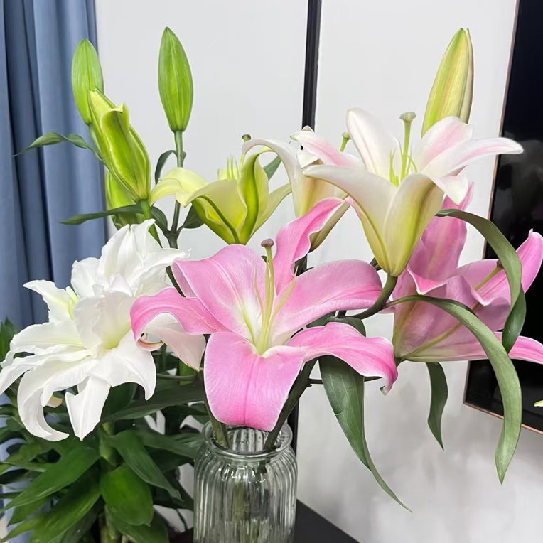 粉丝福利【混色香水百合6-8花苞】云南鲜花批发次日达