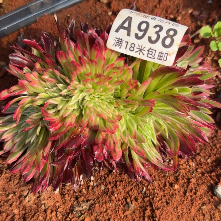 多肉法师淘宝福利