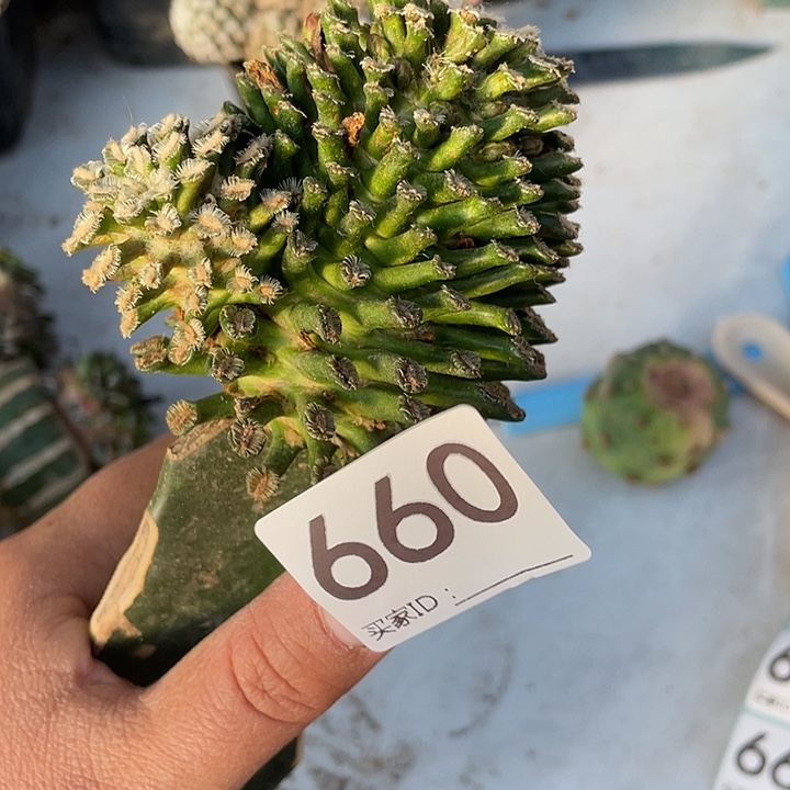 仙人球贝司660号一个