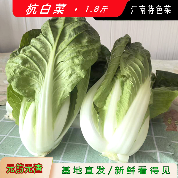 杭白菜 快手菜 1.8斤