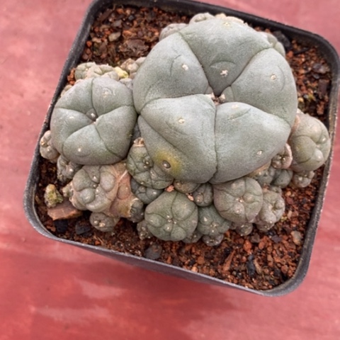 实生鱼群6仙人球