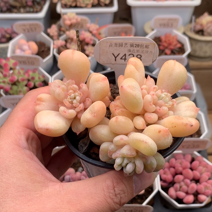 0428比尔盖茨10厘米