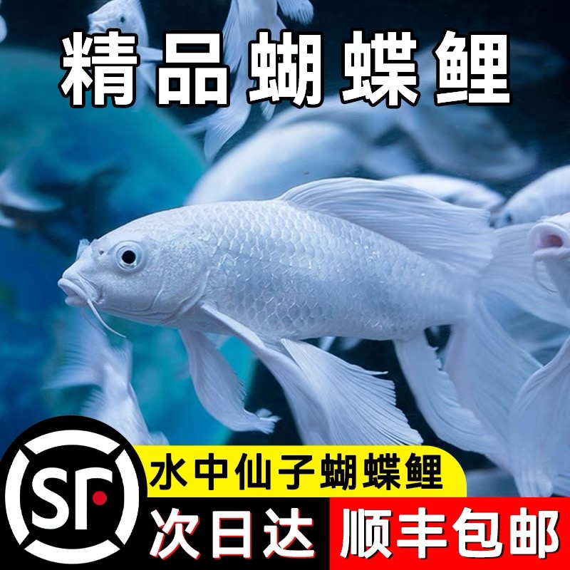 纯种台湾蝴蝶鲤贵妃体白普身观赏鱼好养耐活大鳍大尾活体发货