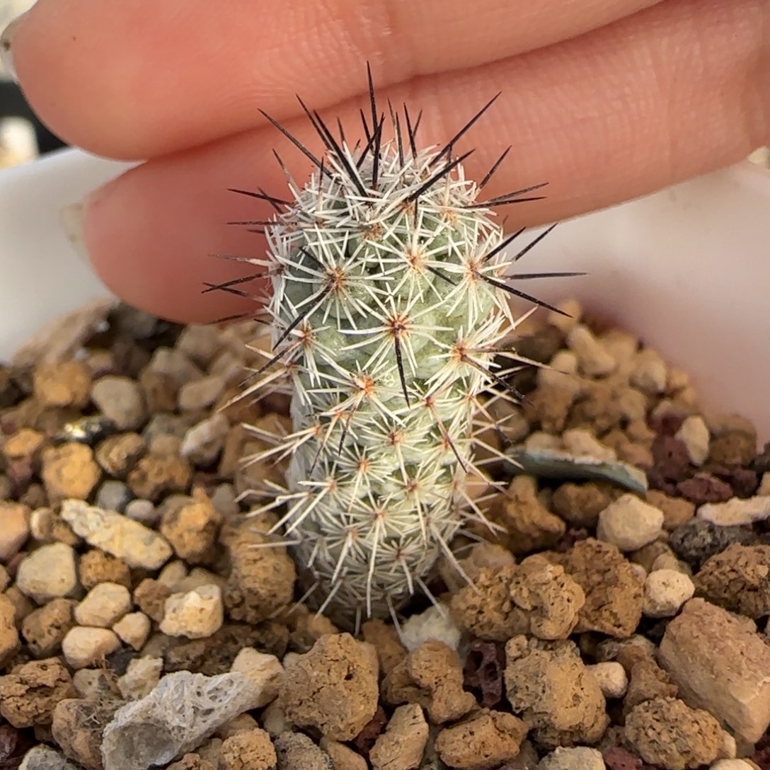 04实生马贼多肉1.1