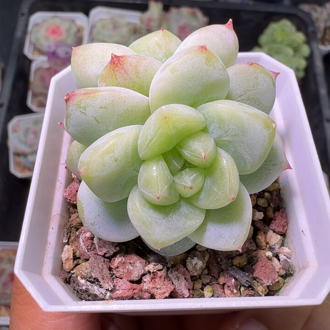 白泽双头开播福利