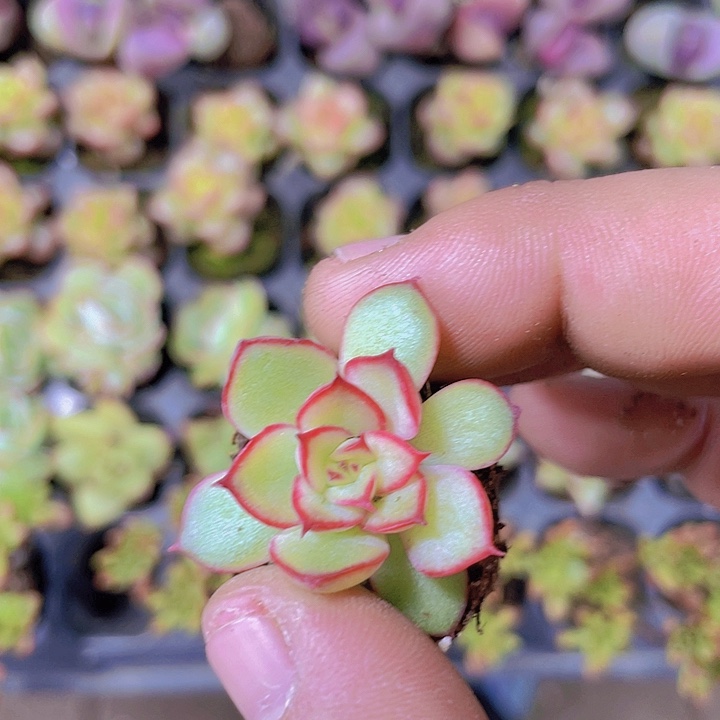 萤火虫【满10颗包邮】