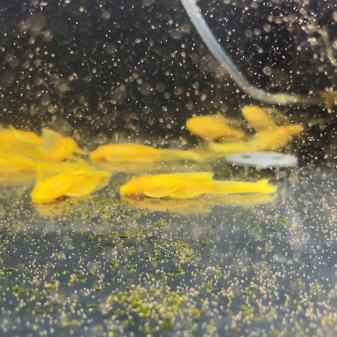 用***2孔雀鱼3条大帆6条黄蕾丝12条粉猫