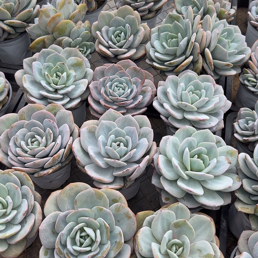 韩奶单头2颗组随机，多肉售后范围：签收起7天内