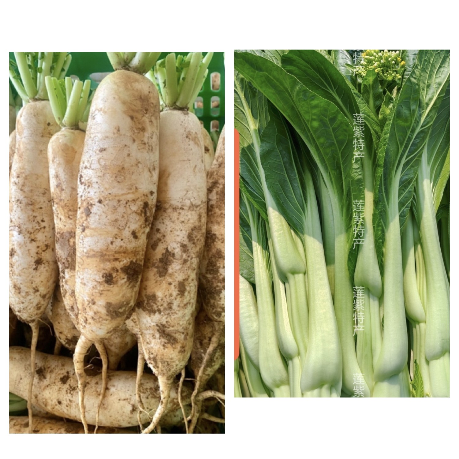 【迟菜心+高山萝卜各半】不泡药农家肥种植发顺丰坏菜包赔，5斤起
