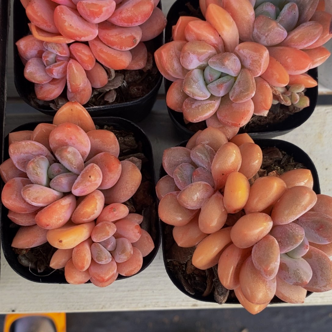 11-精品奶油秋香双头一个