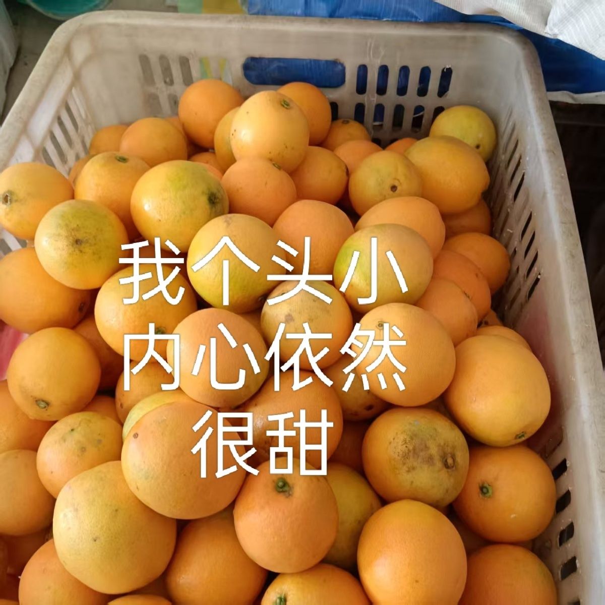 【0021S1】04正宗赣南脐橙新鲜现采现发带叶发货安远脐橙小果花皮果