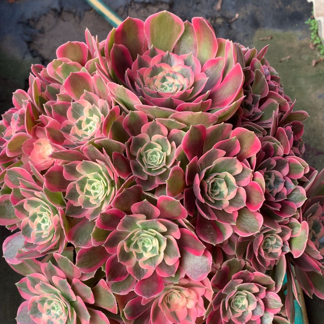 粉女郎，多肉植物的