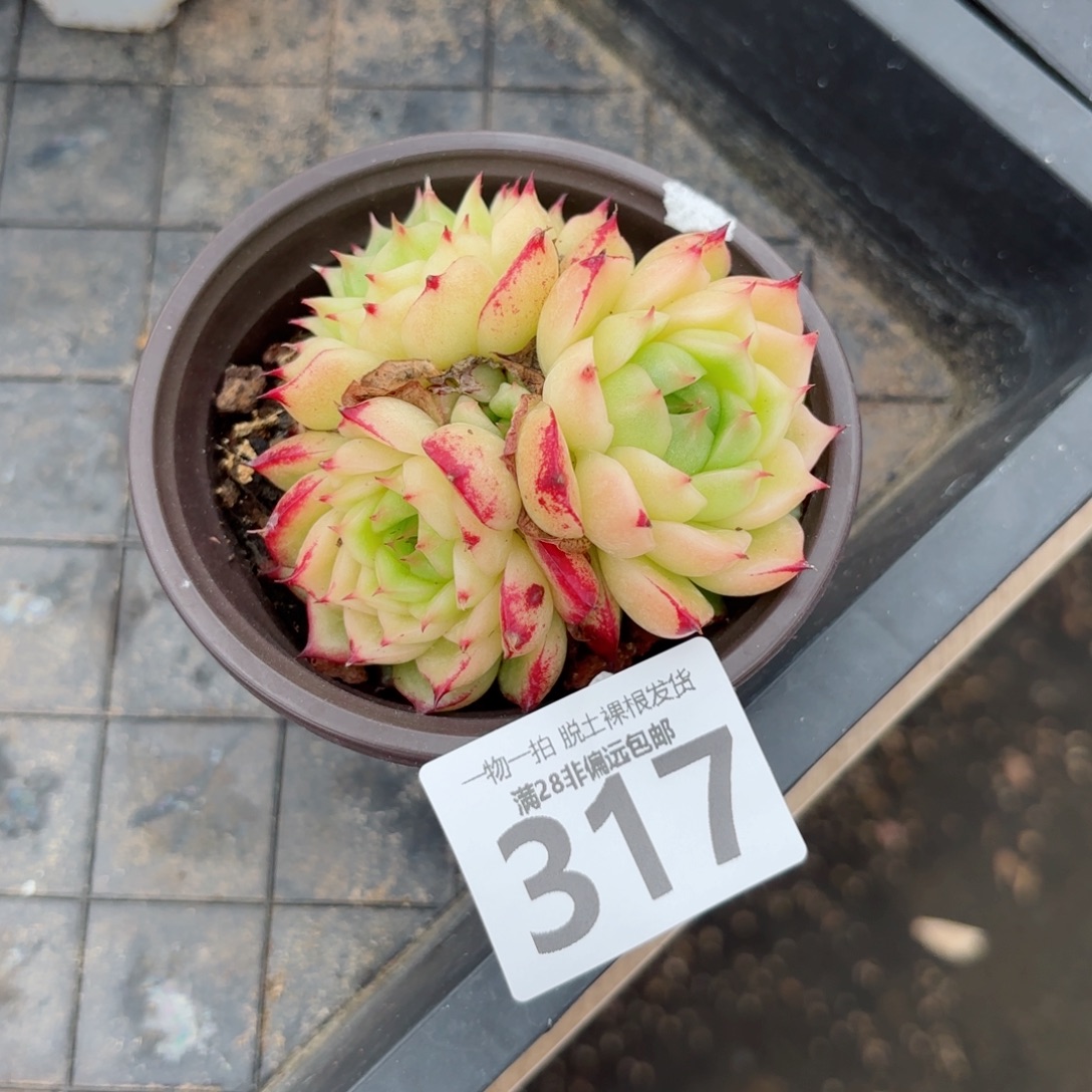 凤凰火老桩无盆土发货