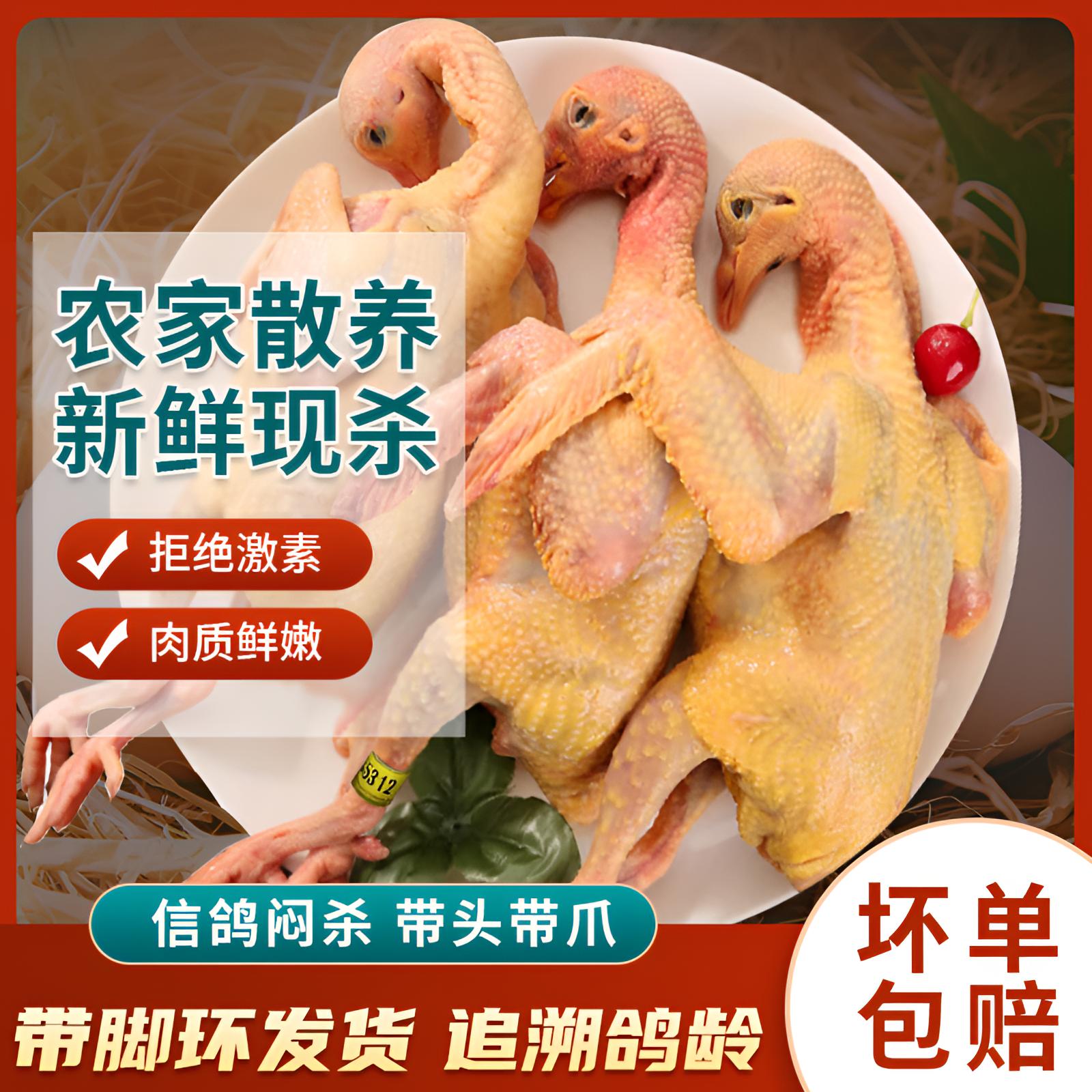 闷杀不放血老信鸽飞鸽土鸽粮食鸽原粮鸽农家散养新鲜现杀顺丰包邮