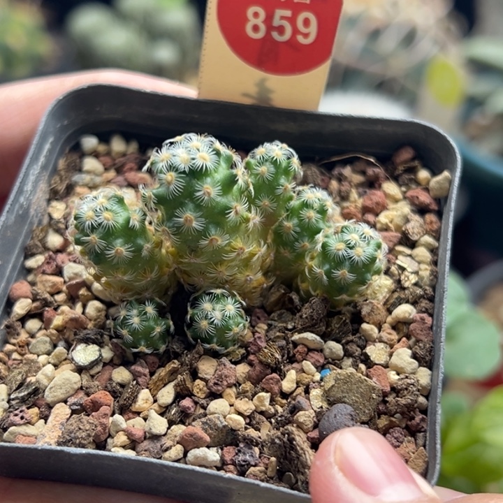 七头沙煲尤群一棵仙人球