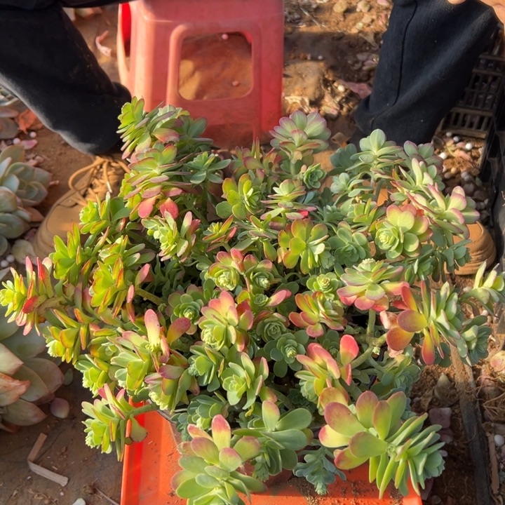 薄化妆35公分（包邮不包损）