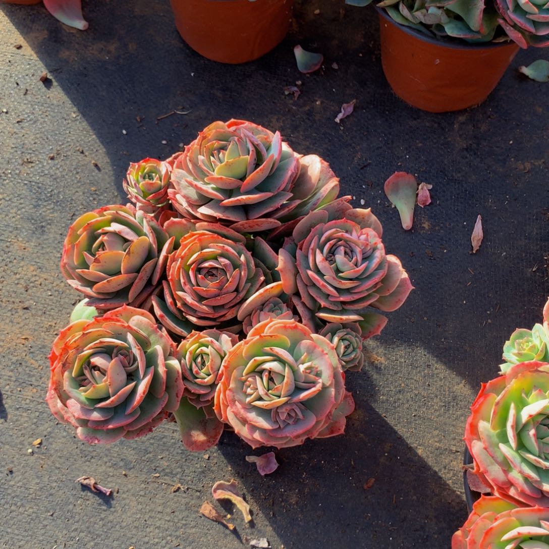 带盆土克罗地亚4.99