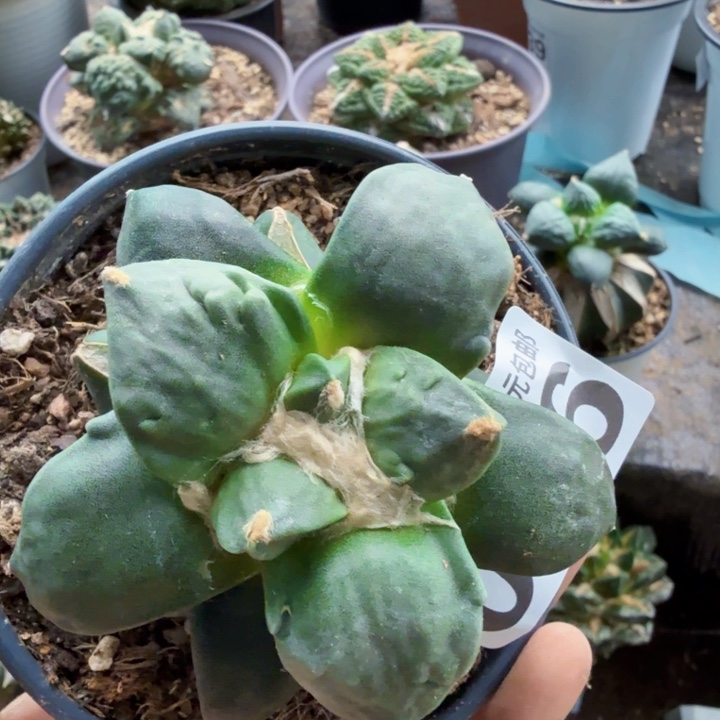 落***尘056变尤青瓷牡丹仙人球