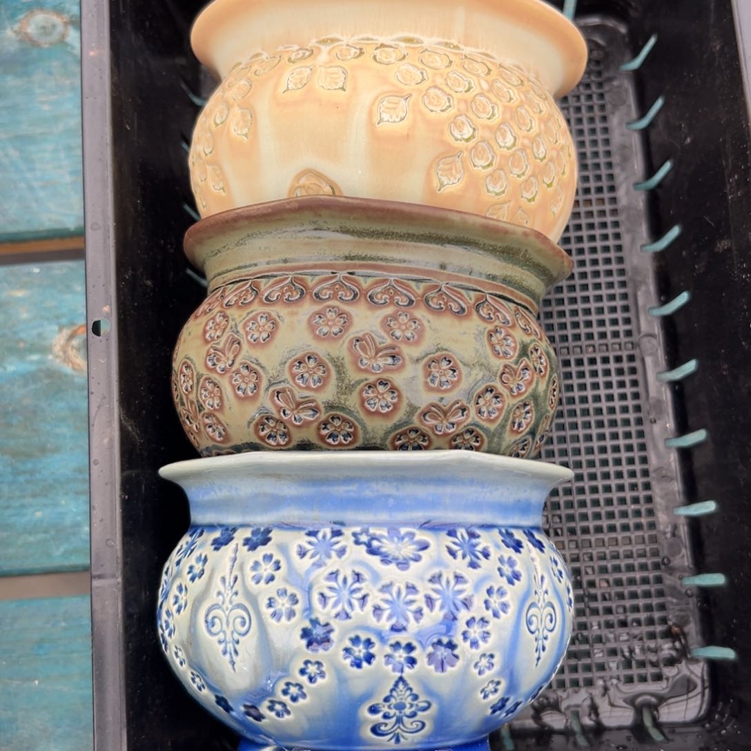 多肉精选编号0116.173