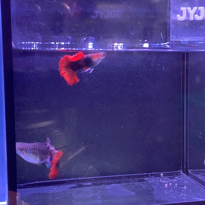 孔雀鱼短板菊花帆折扇1对