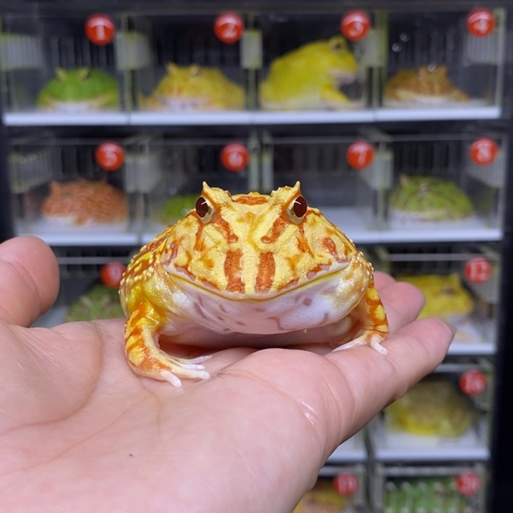 角蛙恭喜发财大吉大利