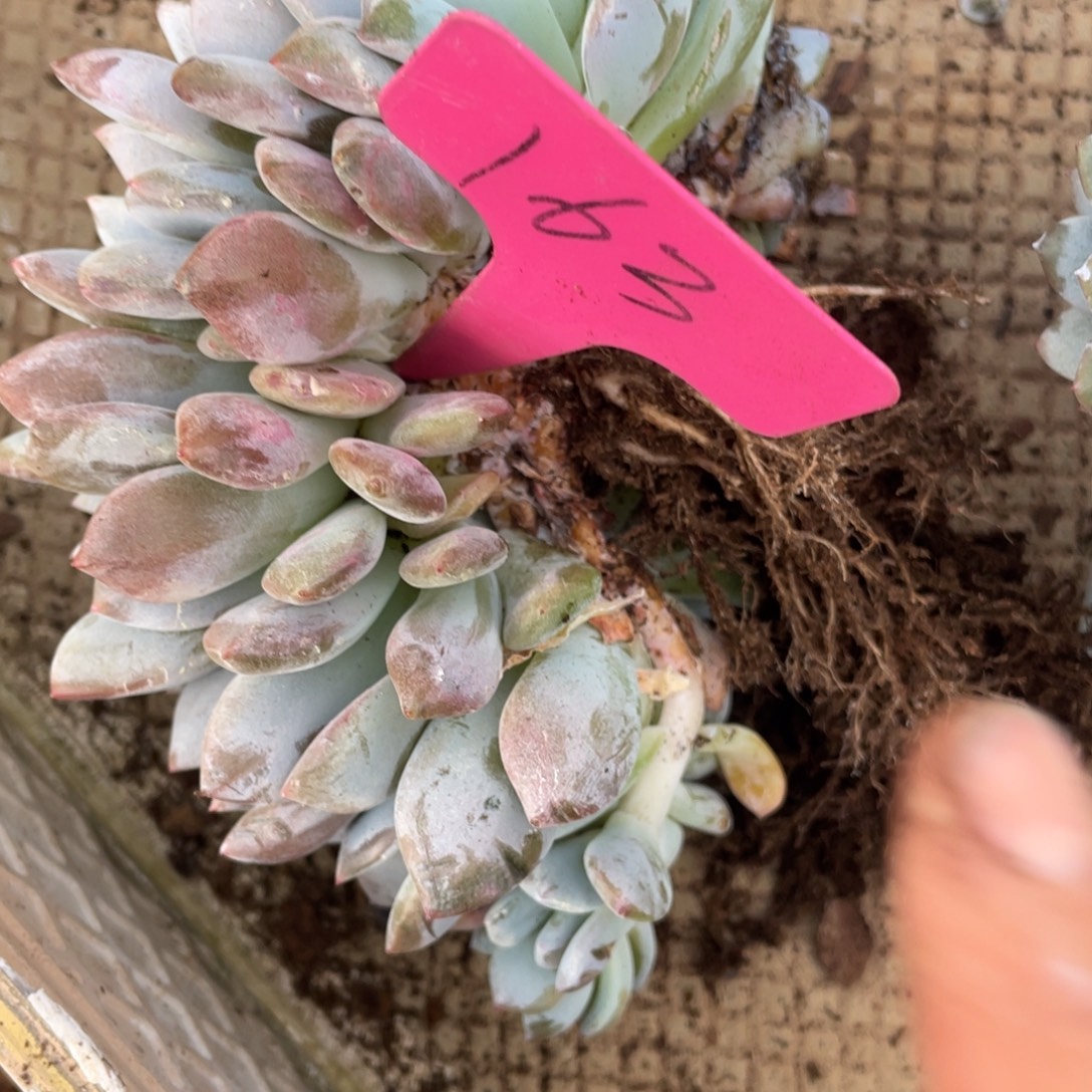 163号星影群生多头