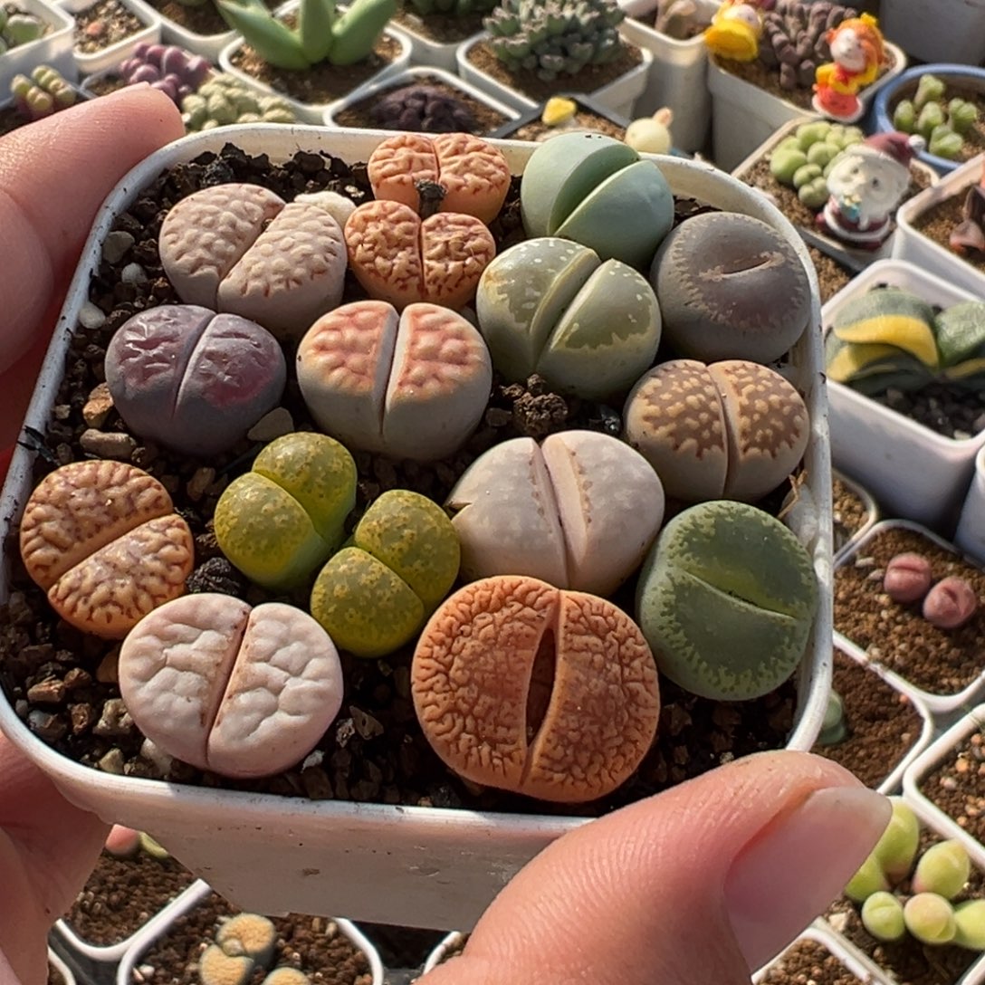 751多肉植物种类多样
