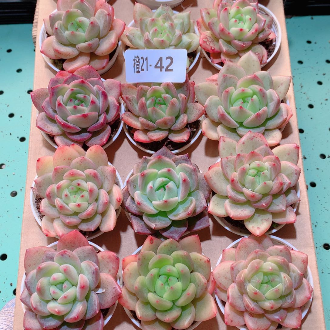 21-42一物一拍多肉带盆18颗